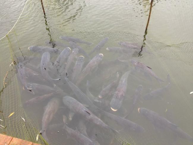 A busa lehalászása befejeződött