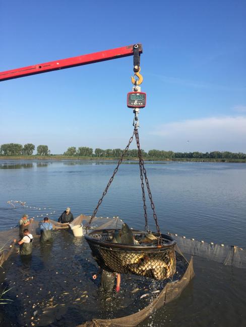 Haltelepítésre 2020. augusztus 17.-én kerül sor