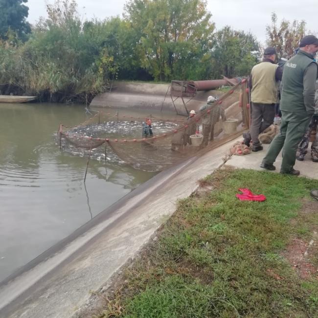 Haltelepítés 2020.10.12-én