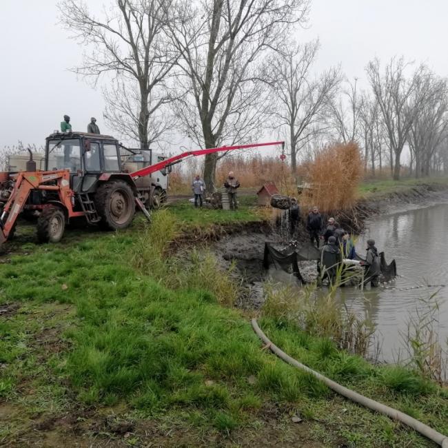 Haltelepítés 2020.11.30-án