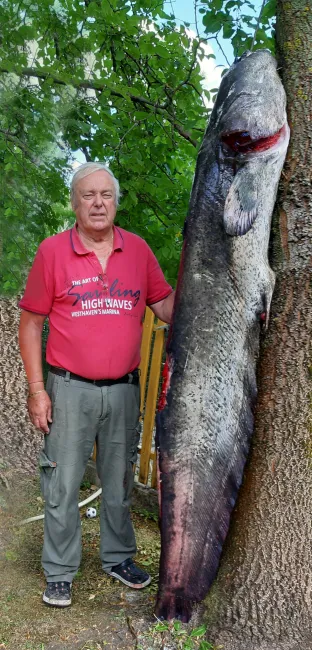 Fazekas László tagtársunk 2021.08.19-én délelőtt 11 órakor villantóval egy 58 kilós, 204 cm  hosszú harcsát fogott a Bónom - zugban. E rendkívüli fogáshoz gratulálunk, további horgászsikereket kívánunk!