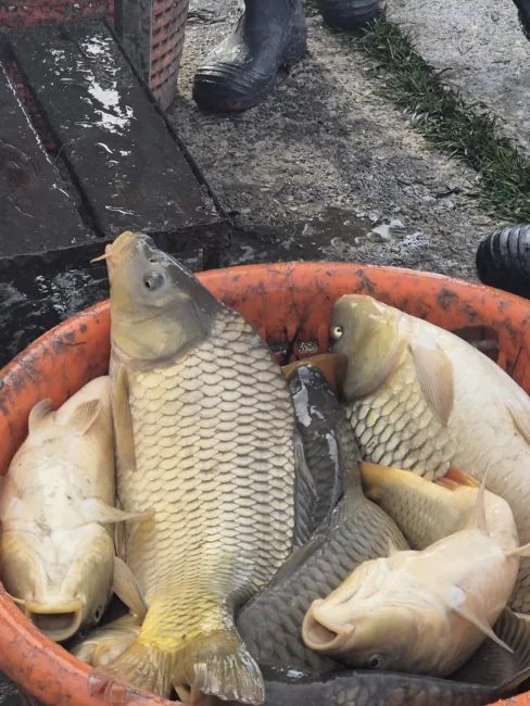 Gyönyörű ponty